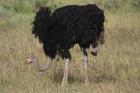 Ostrich by Mick Dryden Ostrich by Mick Dryden