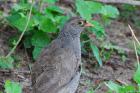 Red-billed Spurfowl by Bob Schmedlin