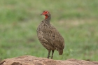 Swainsons Spurfowl by Mick Dryden