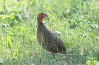 Swainsons Spurfowl by Mick Dryden