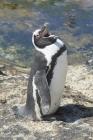 African Penguin by Mick Dryden