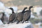 Bank Cormorant by Mick Dryden