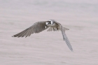 Black Tern by Mick Dryden