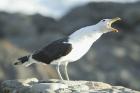 Cape Gull by Mick Dryden