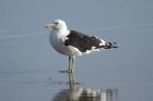 Cape Gull by Mick Dryden