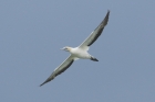 Cape Gannet by Mick Dryden