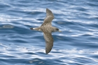 Corys Shearwater by Mick Dryden