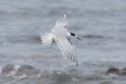 Common Tern by Mick Dryden Common Tern by Mick Dryden