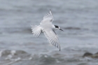 Common Tern by Mick Dryden