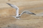 Common Tern by Mick Dryden Common Tern by Mick Dryden