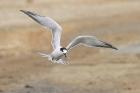 Common Tern by Mick Dryden