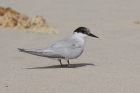 Damara Tern by Mick Dryden Damara Tern by Mick Dryden