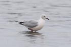 Grey headed Gull by Mick Dryden Grey headed Gull by Mick Dryden