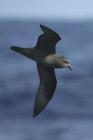 Great-winged Petrel by Mick Dryden