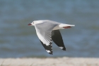 Hartlaubs Gull by Mick Dryden