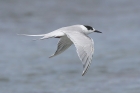 Roseate Tern by Mick Dryden