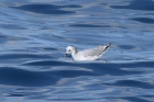 Sabines Gull by Mick Dryden