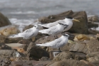 Sandwich Tern by Mick Dryden Sandwich Tern by Mick Dryden