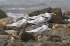 Sandwich Tern by Mick Dryden