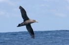 Southern Giant Petrel by Mick Dryden Southern Giant Petrel by Mick Dryden