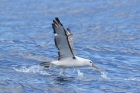 Shy Albatross by Mick Dryden