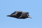 Spectacled Petrel by Tony Paintin