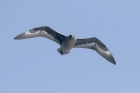 Subantarctic Skua by Mick Dryden