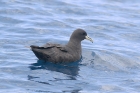 White chinned Petrel by Mick Dryden