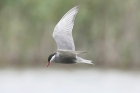 Whiskered Tern by Mick Dryden