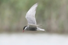 Whiskered Tern by Mick Dryden Whiskered Tern by Mick Dryden
