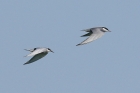 Whiskered Tern by Mick Dryden