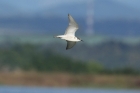 White winged Tern by Mick Dryden