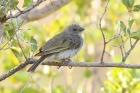 Lesser Honeyguide by Mick Dryden Lesser Honeyguide by Mick Dryden