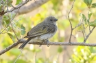 Lesser Honeyguide by Mick Dryden