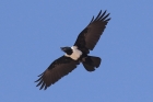 Pied Crow by Mick Dryden