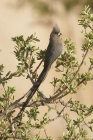 Speckled Mousebird by Mick Dryden
