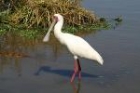 African Spoonbill by Mick Dryden