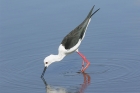 Black-winged Stilt by Mick Dryden Black-winged Stilt by Mick Dryden