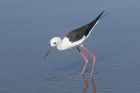 Black-winged Stilt by Mick Dryden