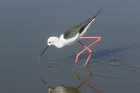 Black-winged Stilt by Mick Dryden