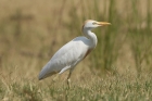 Cattle Egret by Mick Dryden