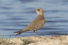 Collared Pratincole by Mick Dryden