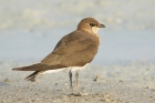 Collared Pratincole by Mick Dryden