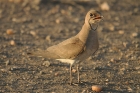 Collared Pratincole by Mick Dryden