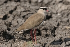 Crowned Lapwing by Mick Dryden