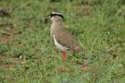 Crowned Lapwing by Mick Dryden