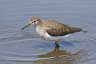 Common Sandpiper by Mick Dryden Common Sandpiper by Mick Dryden