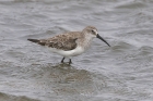 Curlew Sandpiper by Mick Dryden