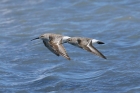 Curlew Sandpiper by Mick Dryden