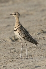 Double banded Courser by Mick Dryden